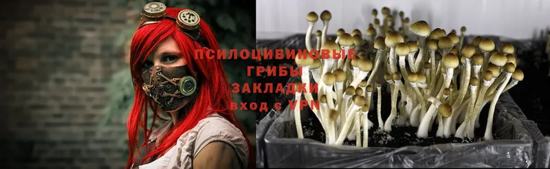 Галлюциногенные грибы MAGIC MUSHROOMS  купить наркоту  Кирово-Чепецк 